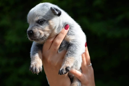 HAROLD II - male - 3 weeks old